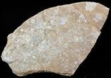 Ordovician Bryozoans (Chasmatopora) Plate - Estonia #50019-1